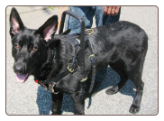 Service Dog Training - Roslyn Heights