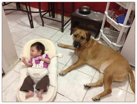 Dog Training Queens - Introducing your baby to your dog - Arainna & Nei